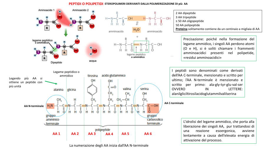 Copertina Legame peptidico