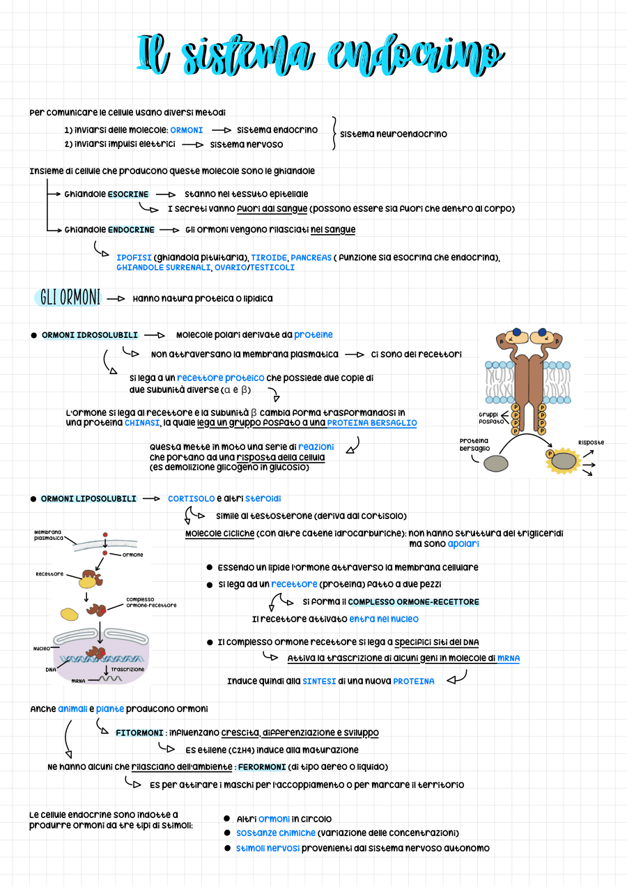 Copertina Il sistema endocrino