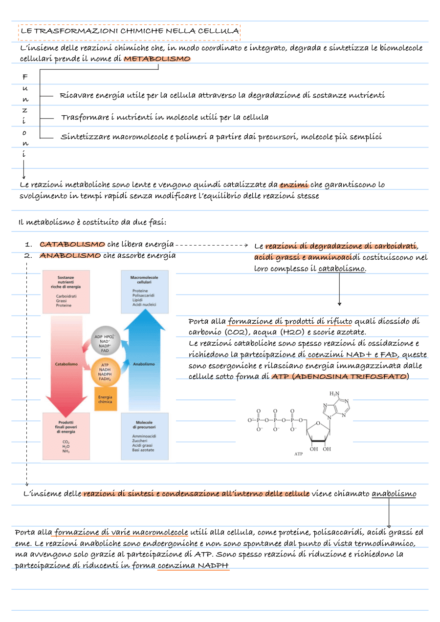 Copertina Metabolismo cellulare