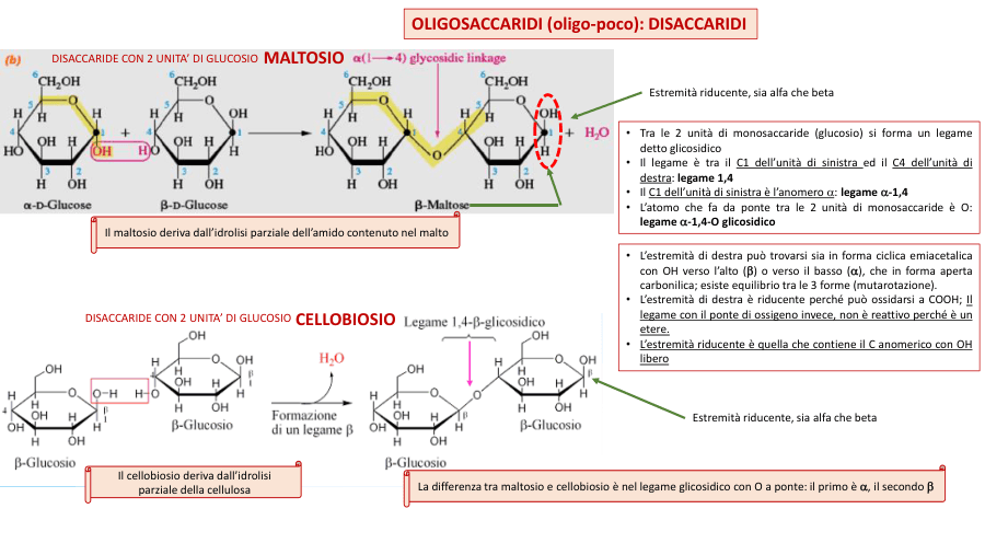 Copertina Oligosaccaridi e polisaccaridi