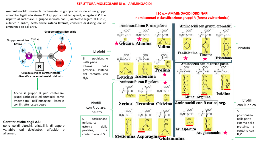 Copertina Amminoacidi: struttura e classificazione