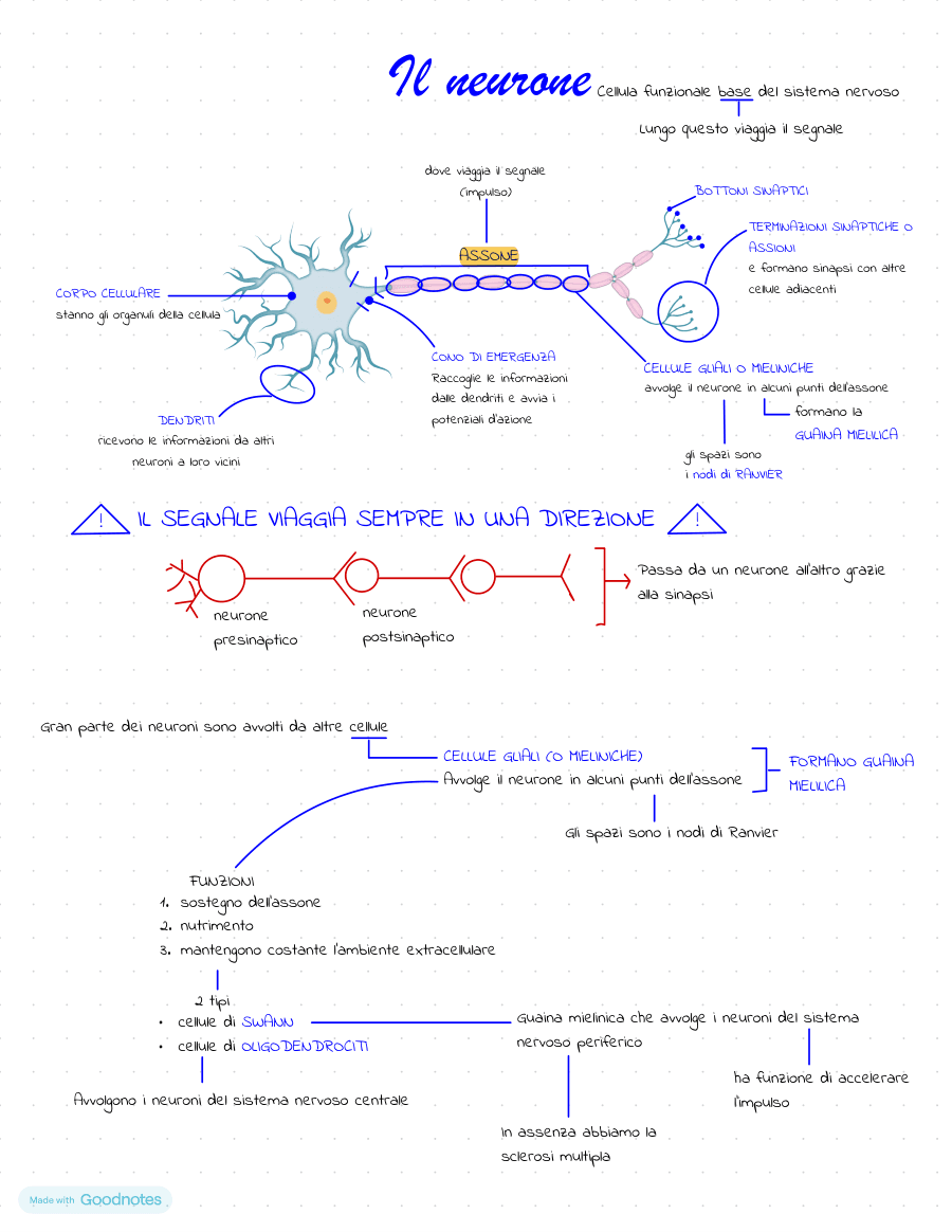 Copertina Struttura e funzione del neurone